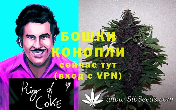 шишки Абаза